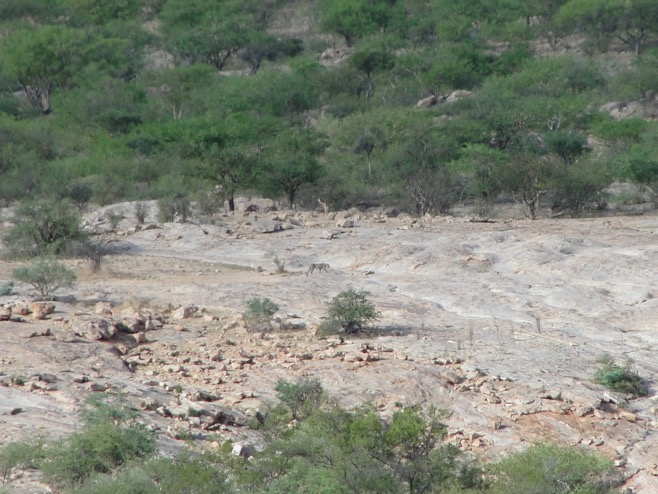 erongo_verzeichnis_jagen_namibia©hagen-denker_17