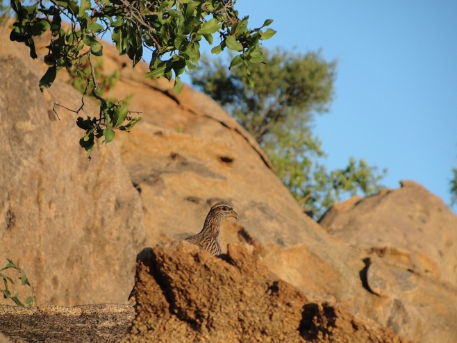 erongo_verzeichnis_jagen_namibia©hagen-denker_18