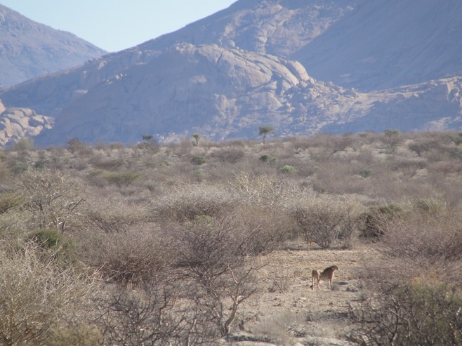 erongo_verzeichnis_jagen_namibia©hagen-denker_4