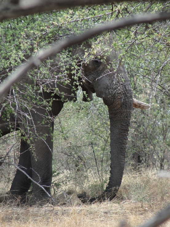 erongo_verzeichnis_jagen_namibia©hagen-denker_6