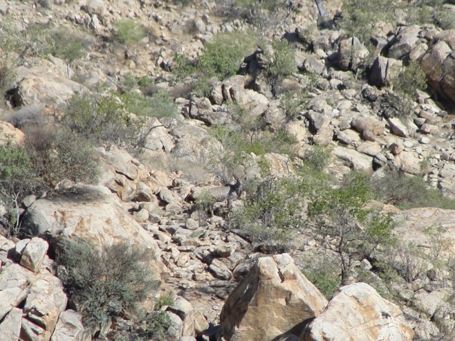 erongo_verzeichnis_jagen_namibia©hagen-denker_8